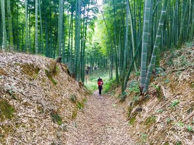 竹林“掘金”好去处!安吉人对吃笋这件事从来不马虎