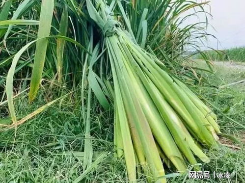 古时候是六谷之一,因菌类寄生成了现在的美味,你吃过吗