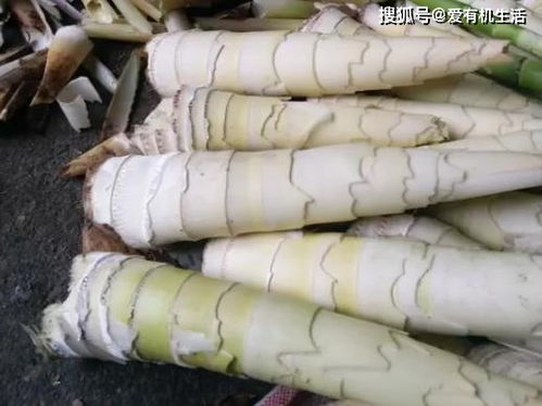 宁波传统特产 羊尾笋干 ,又脆又嫩,鲜美可口,你吃过吗
