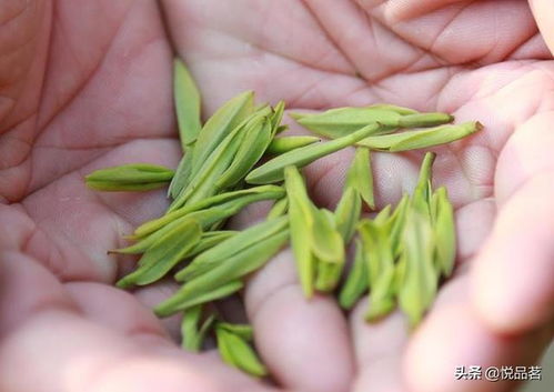 安吉白茶是长着毛的绿茶吗 安吉白茶是怎样子的