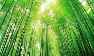 吃透安吉模式,就能掌握美丽乡村的精髓吗