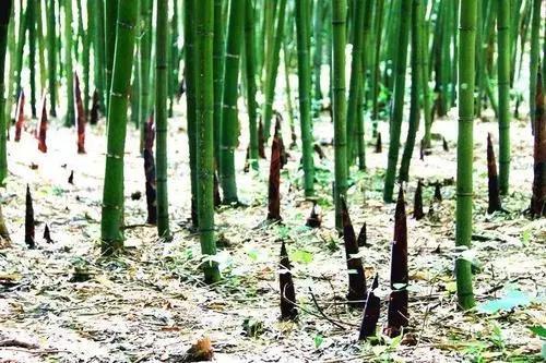 时味 春笋